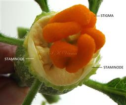  Female flower-Apical part